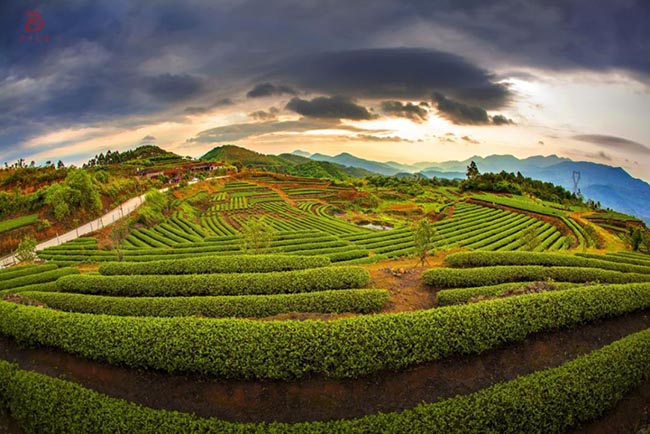 Montagne de thé noir du Yunnan